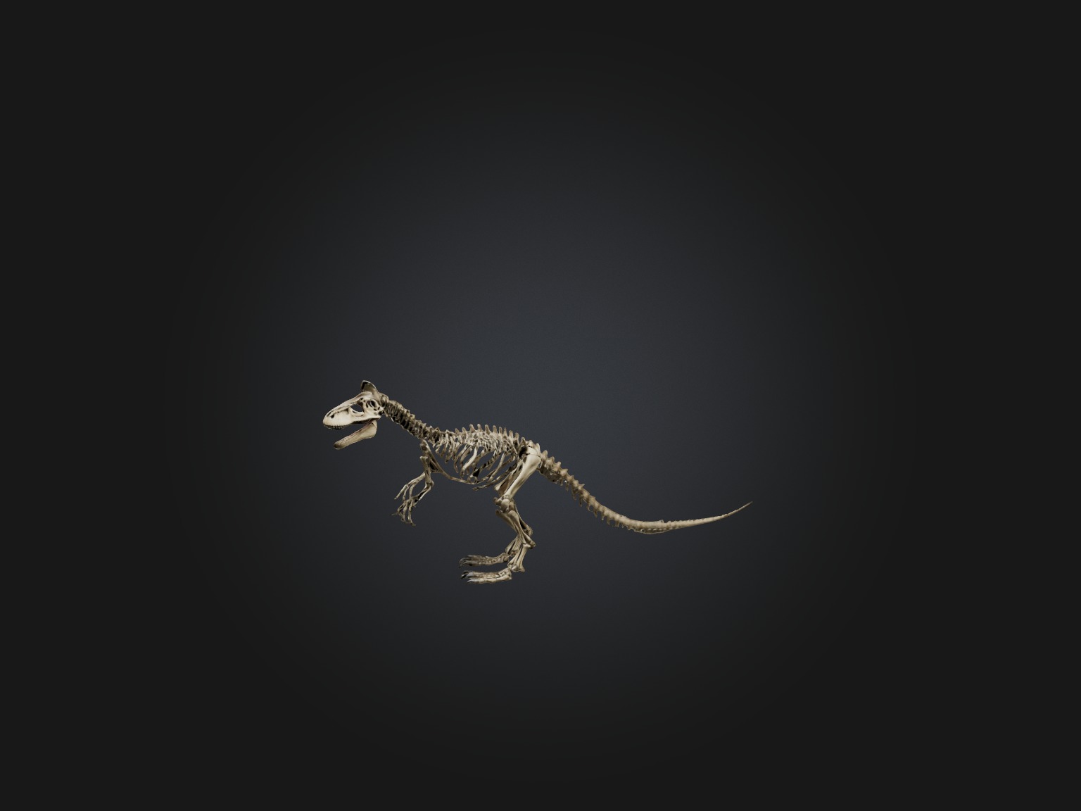Realistic Tyrannosaurus Rex Skeleton Model Low-poly 3D model_4
