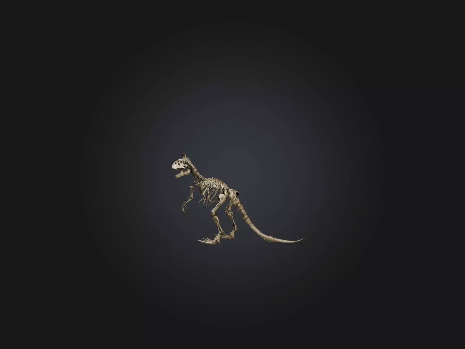 Realistic Tyrannosaurus Rex Skeleton Model Low-poly 3D model_0