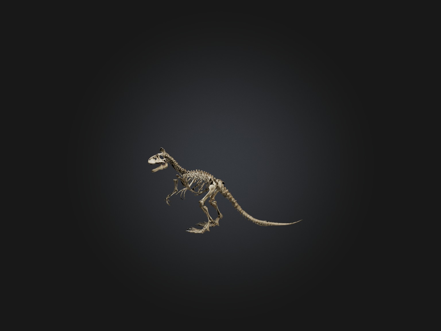 Realistic Tyrannosaurus Rex Skeleton Model Low-poly 3D model_1