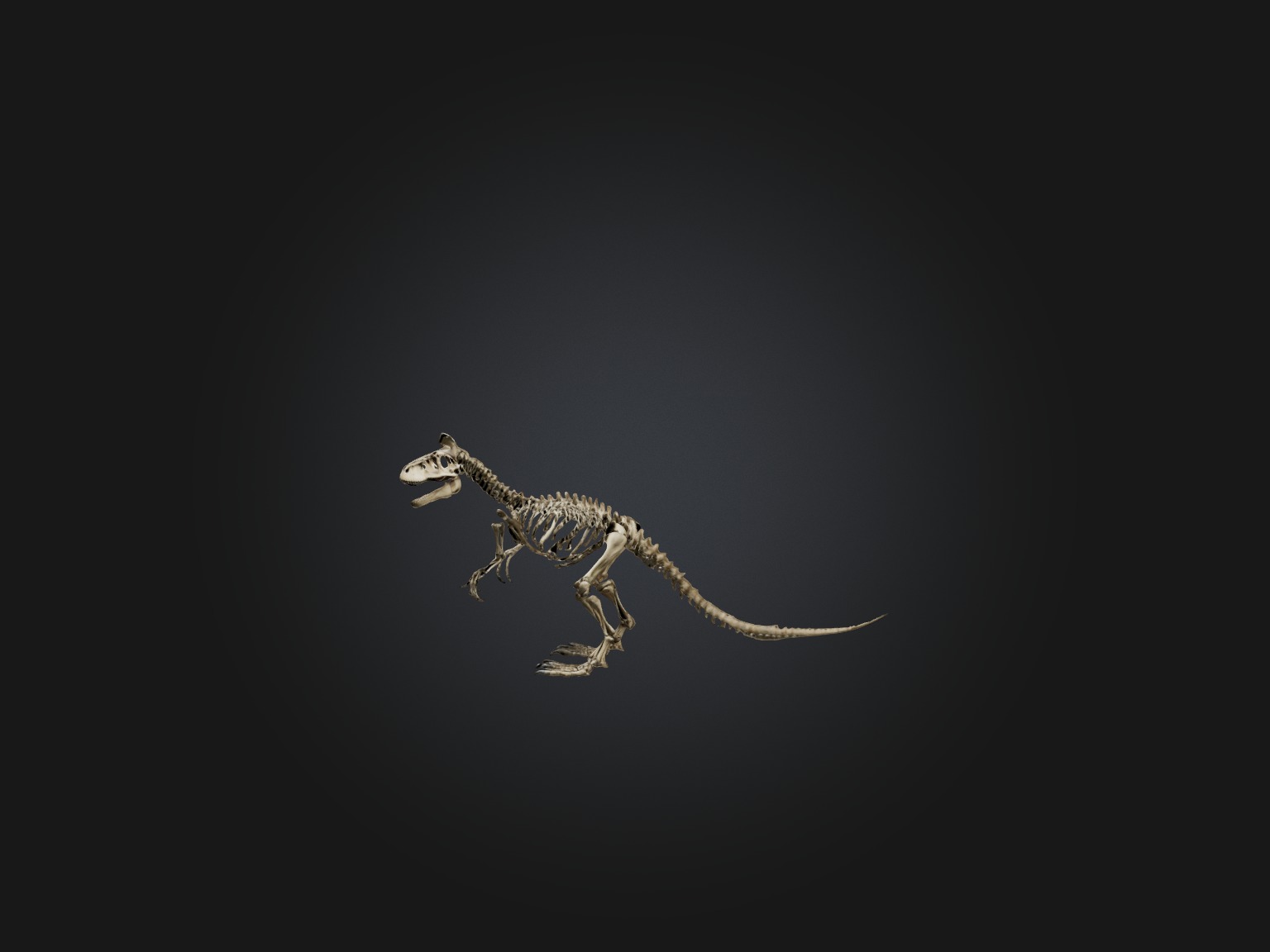 Realistic Tyrannosaurus Rex Skeleton Model Low-poly 3D model_2
