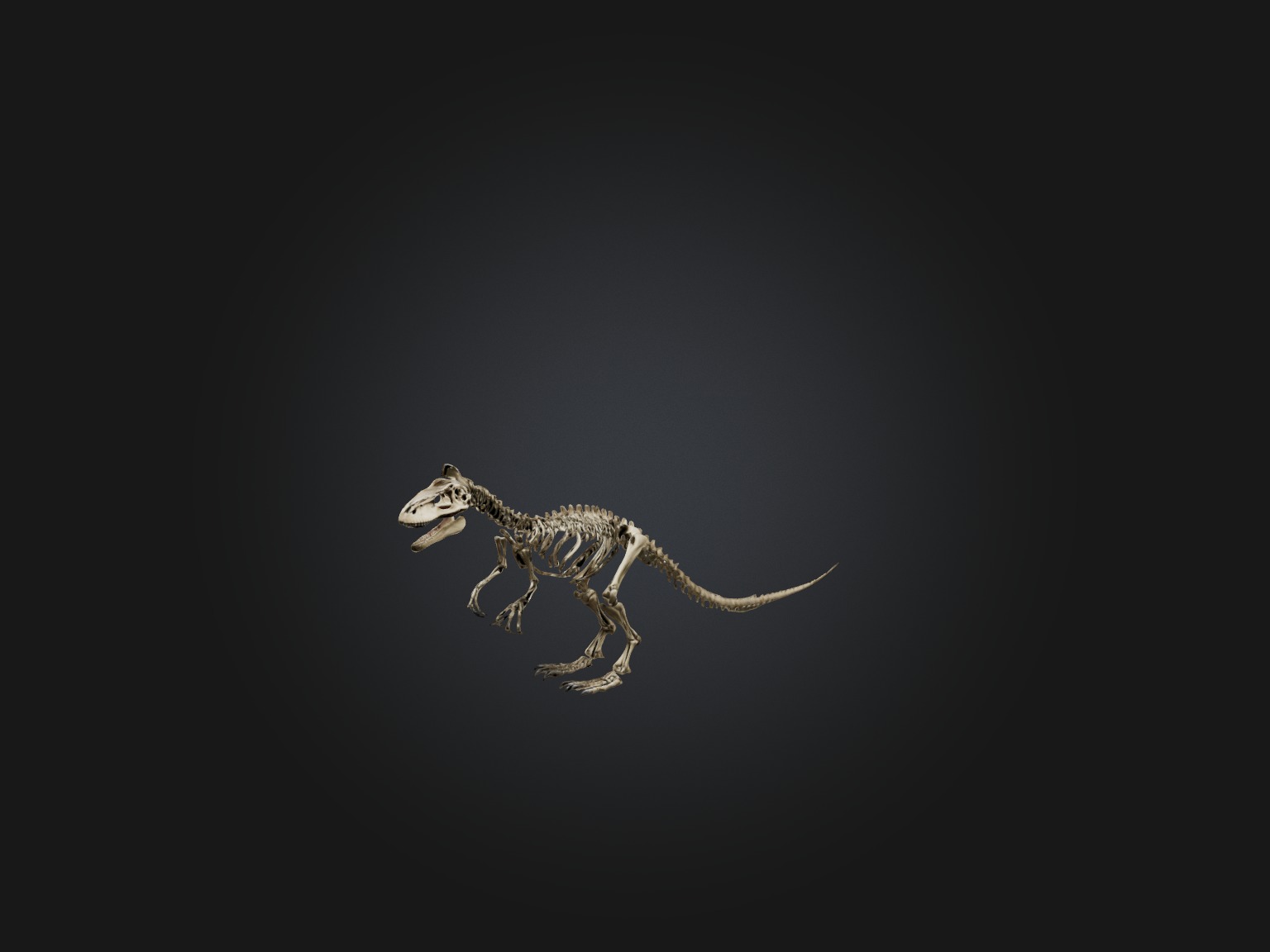 Realistic Tyrannosaurus Rex Skeleton Model Low-poly 3D model_5