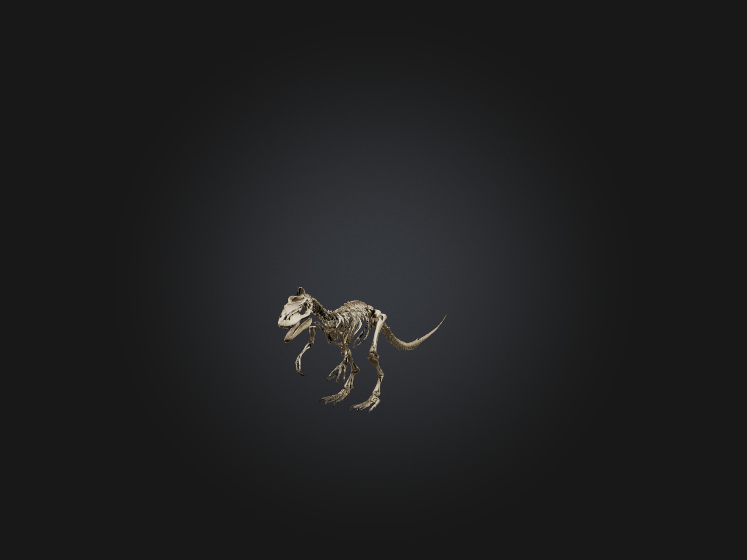 Realistic Tyrannosaurus Rex Skeleton Model Low-poly 3D model_6
