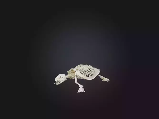 Realistic Turtle Skeleton Model