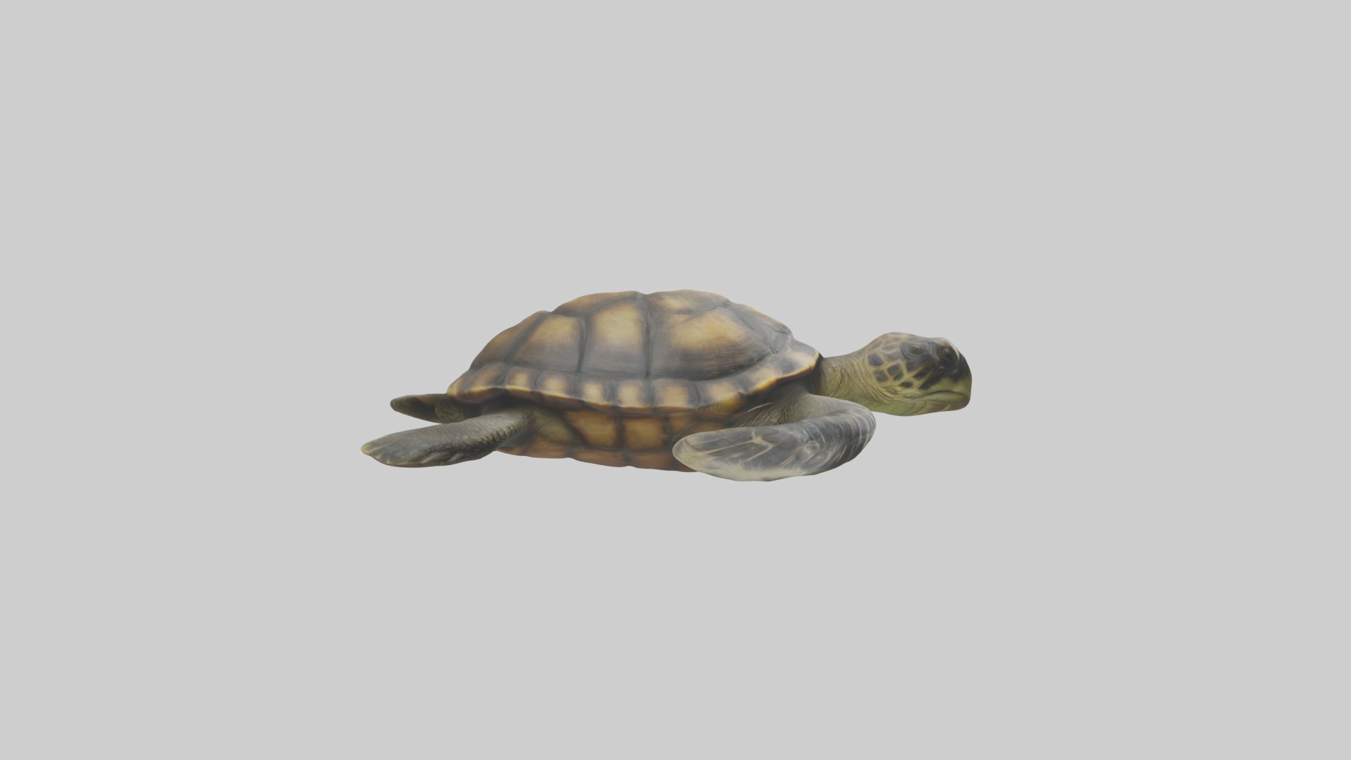 Realistic Turtle Model Low-poly 3D model_8