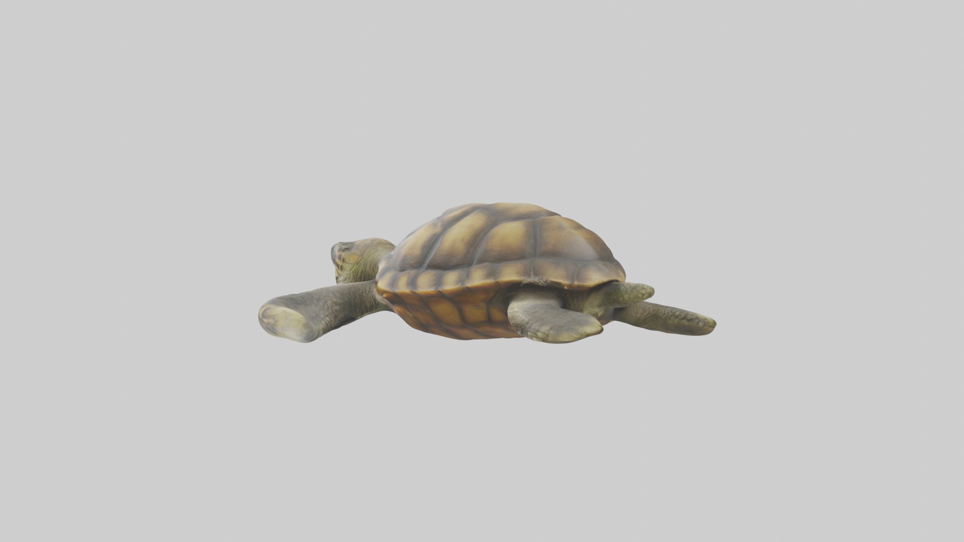 Realistic Turtle Model Low-poly 3D model_5