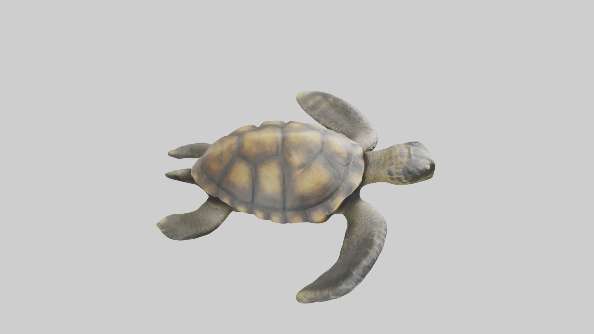 Realistic Turtle Model Low-poly 3D model_12