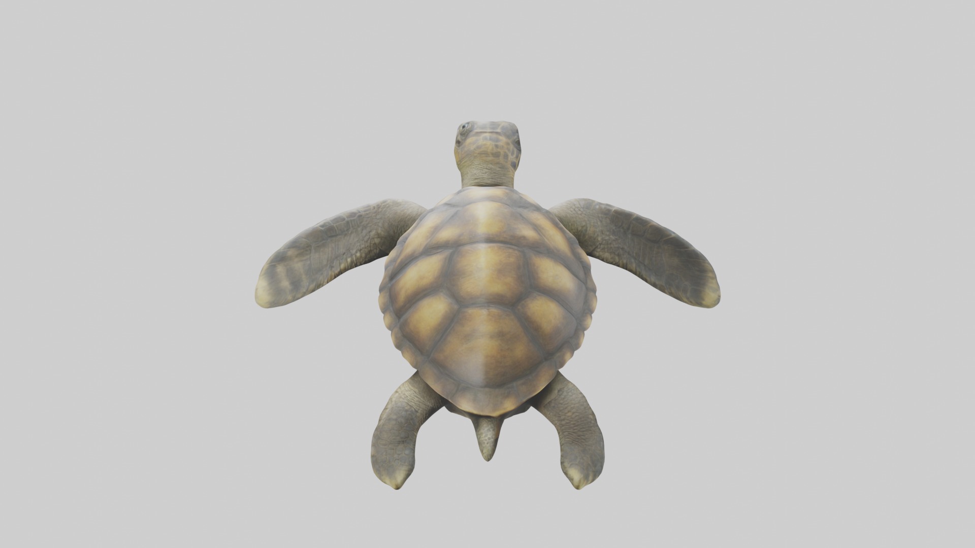 Realistic Turtle Model Low-poly 3D model_1