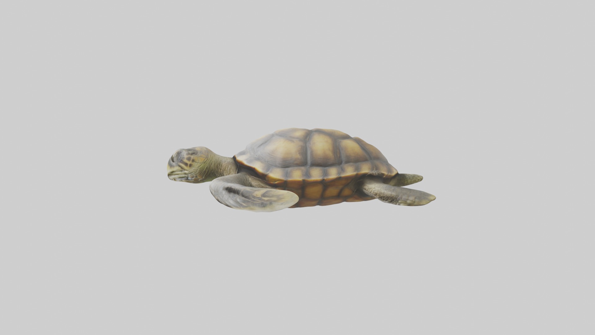 Realistic Turtle Model Low-poly 3D model_4