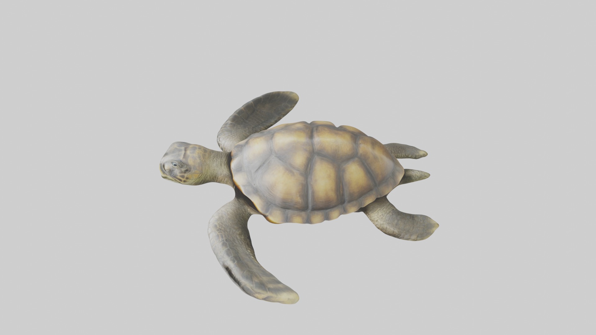 Realistic Turtle Model Low-poly 3D model_11