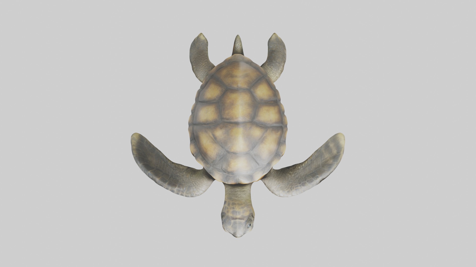 Realistic Turtle Model Low-poly 3D model_10