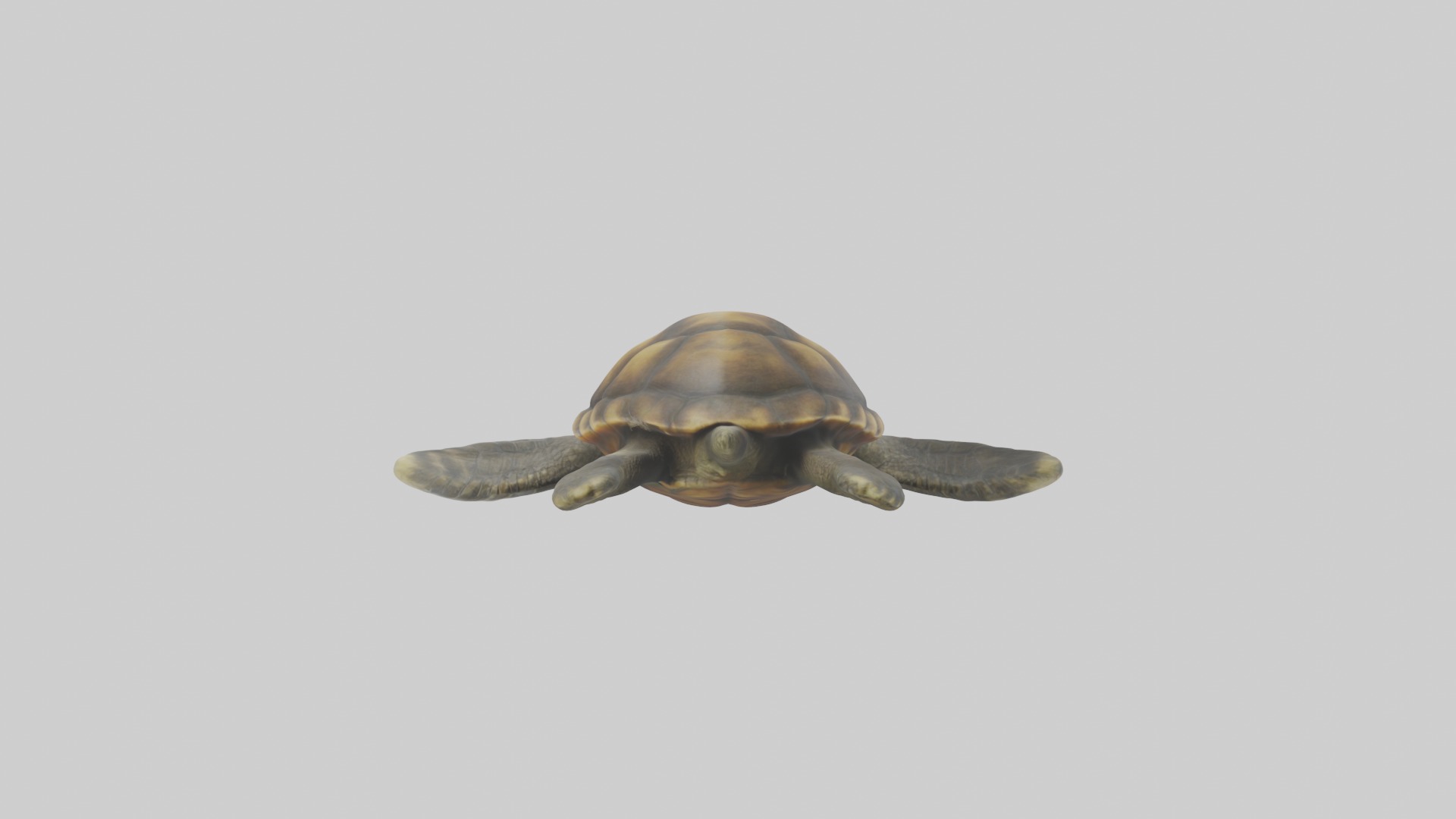 Realistic Turtle Model Low-poly 3D model_2