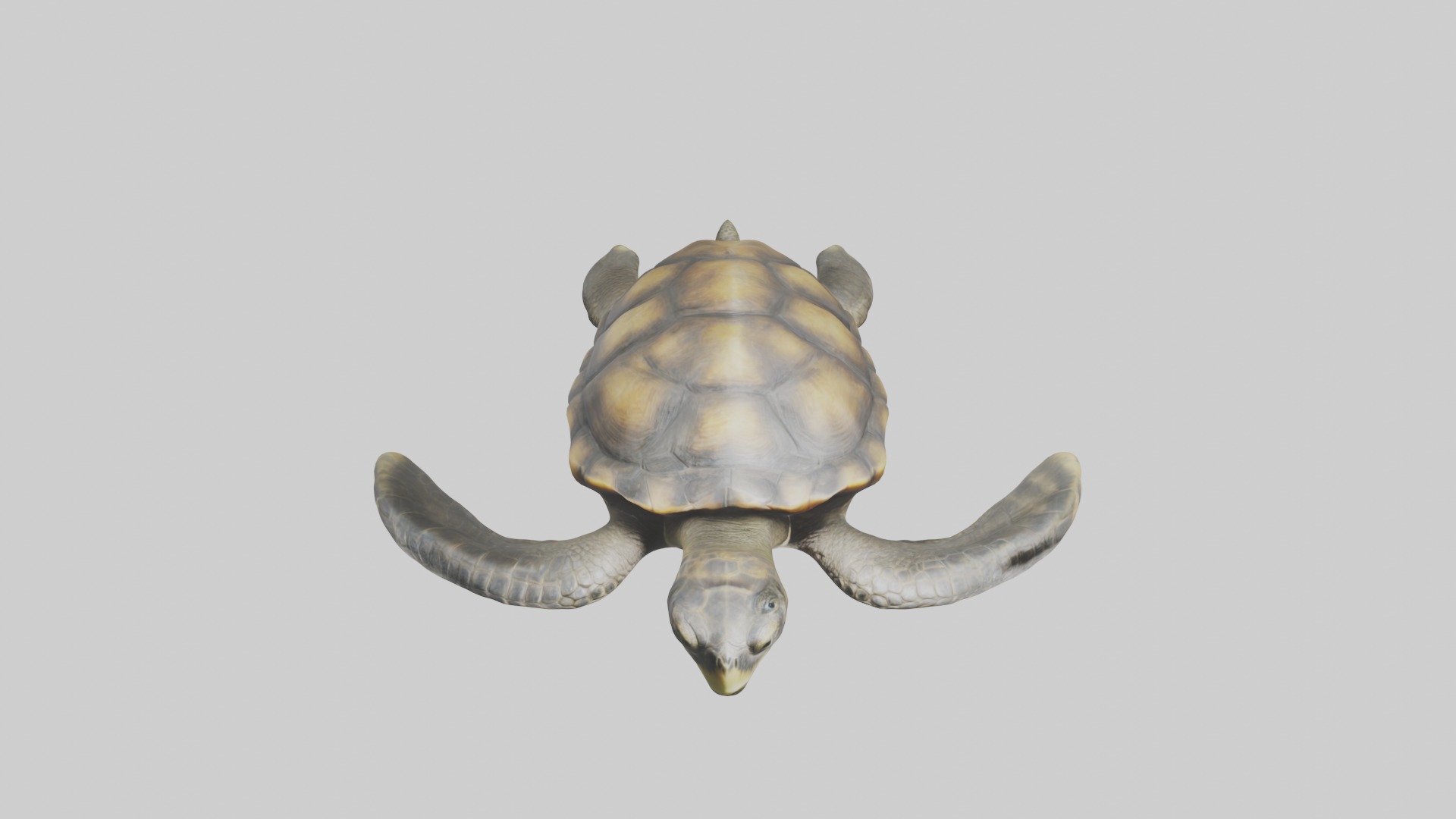 Realistic Turtle Model Low-poly 3D model_9