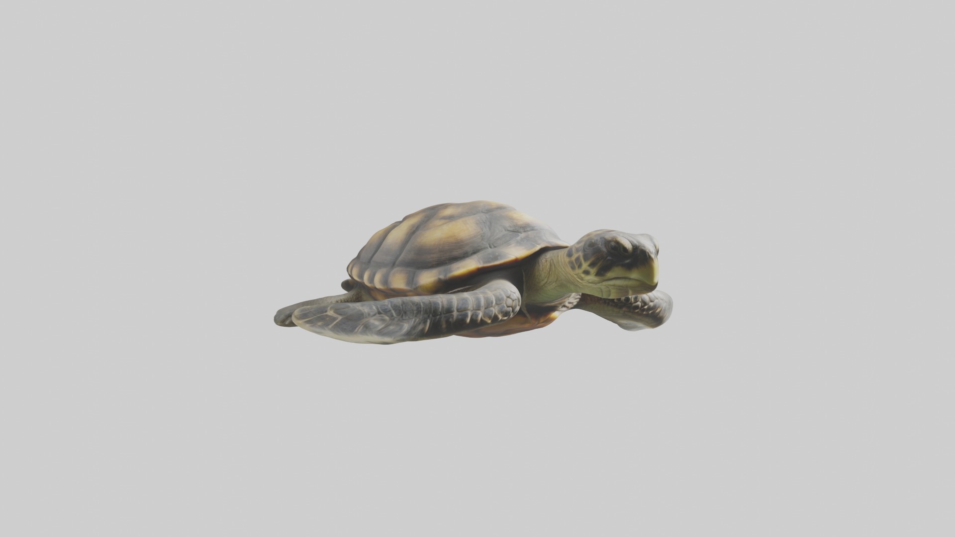 Realistic Turtle Model Low-poly 3D model_7