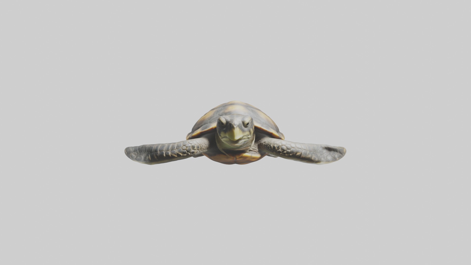 Realistic Turtle Model Low-poly 3D model_6
