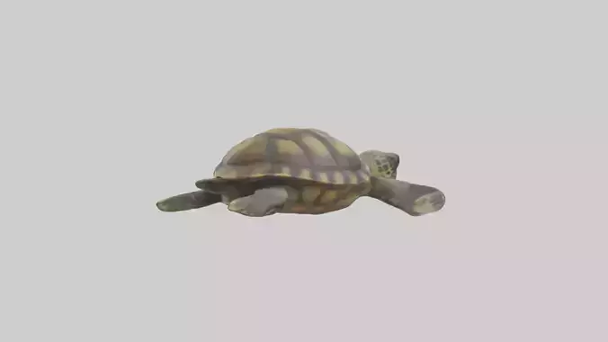 Realistic Turtle Model Low-poly 3D model
