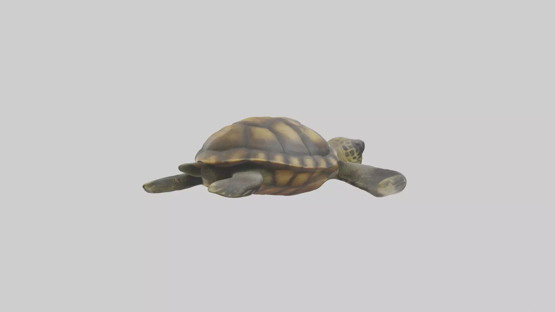 Realistic Turtle Model Low-poly 3D model_0