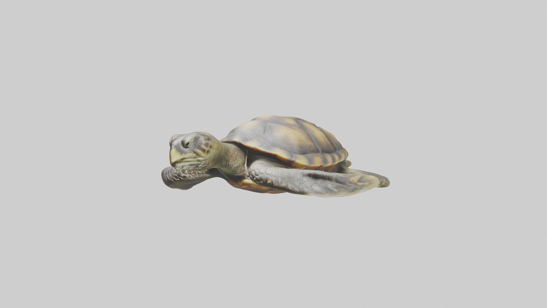 Realistic Turtle Model Low-poly 3D model_3