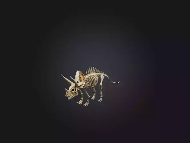 Realistic Triceratops Skeleton Model