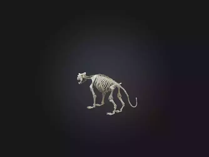 Realistic Tiger Skeleton Model