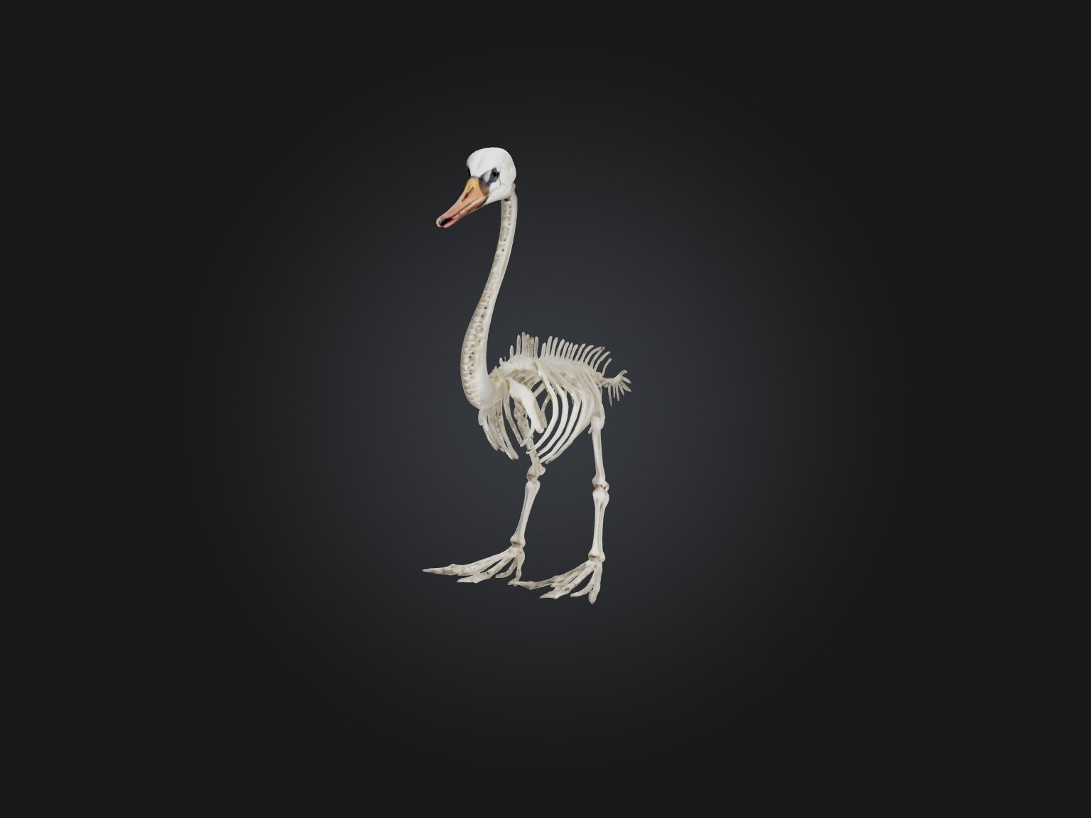 Realistic Swan Skeleton Model Low-poly 3D model_1