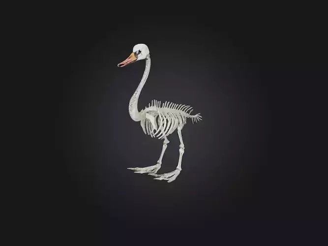 Realistic Swan Skeleton Model Low-poly 3D model