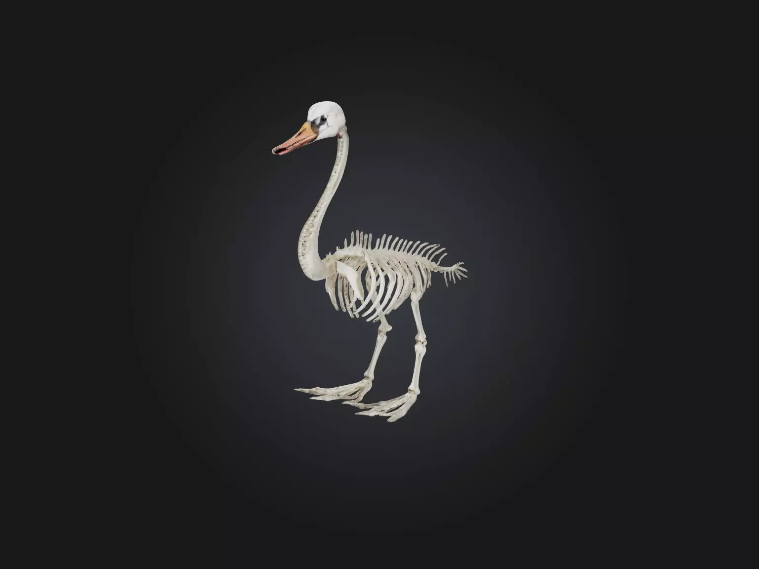 Realistic Swan Skeleton Model Low-poly 3D model_0