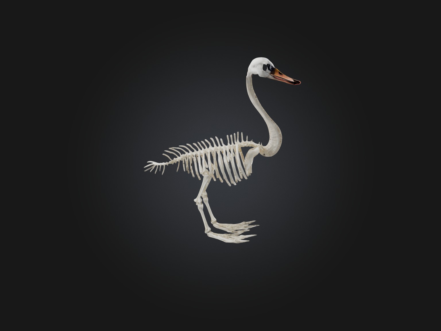 Realistic Swan Skeleton Model Low-poly 3D model_7