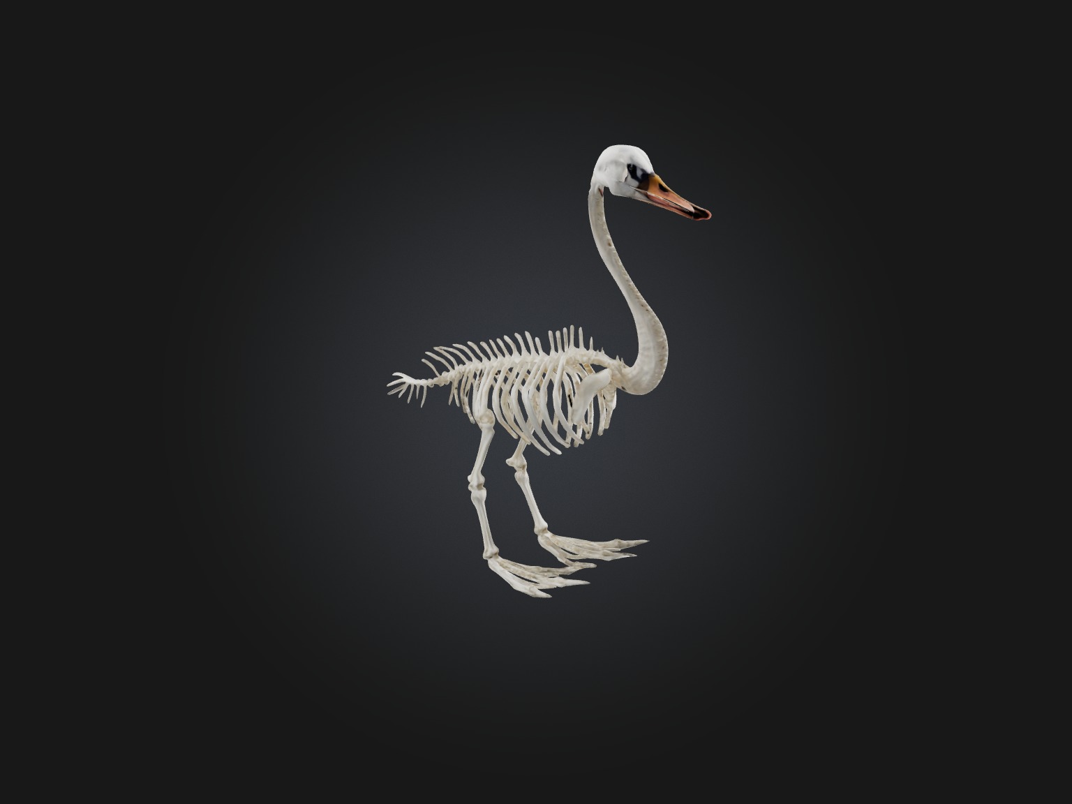 Realistic Swan Skeleton Model Low-poly 3D model_6