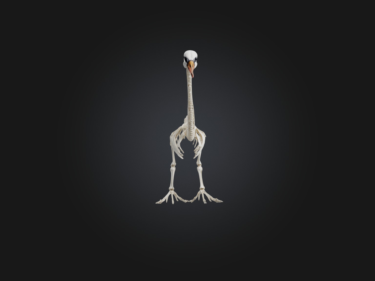 Realistic Swan Skeleton Model Low-poly 3D model_4