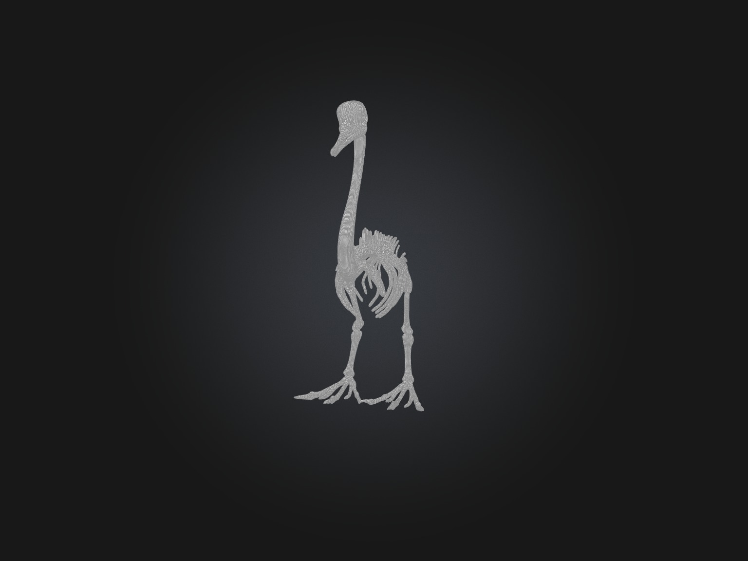 Realistic Swan Skeleton Model Low-poly 3D model_3