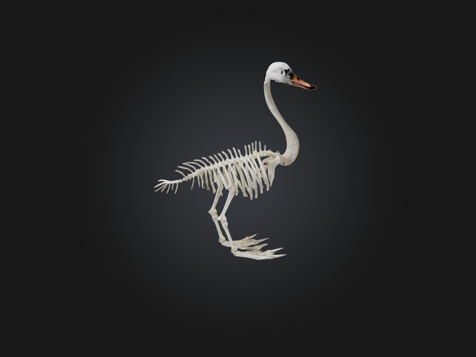 Realistic Swan Skeleton Model Low-poly 3D model_8
