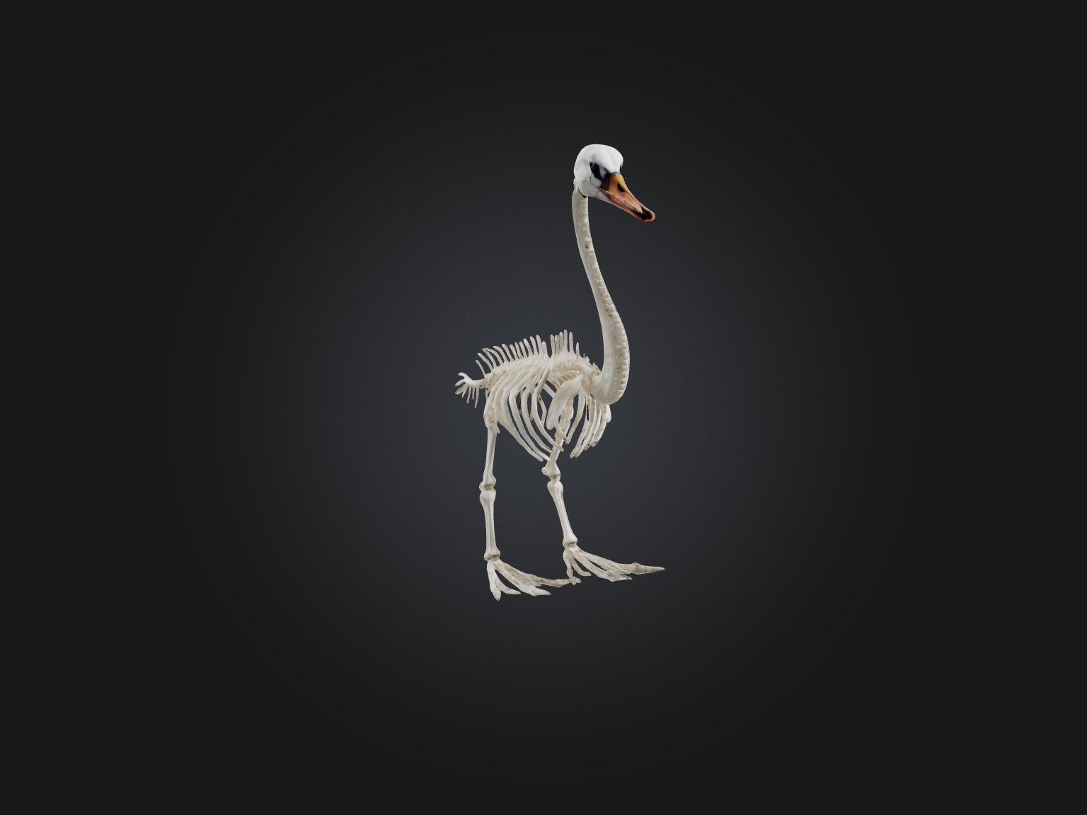 Realistic Swan Skeleton Model Low-poly 3D model_5