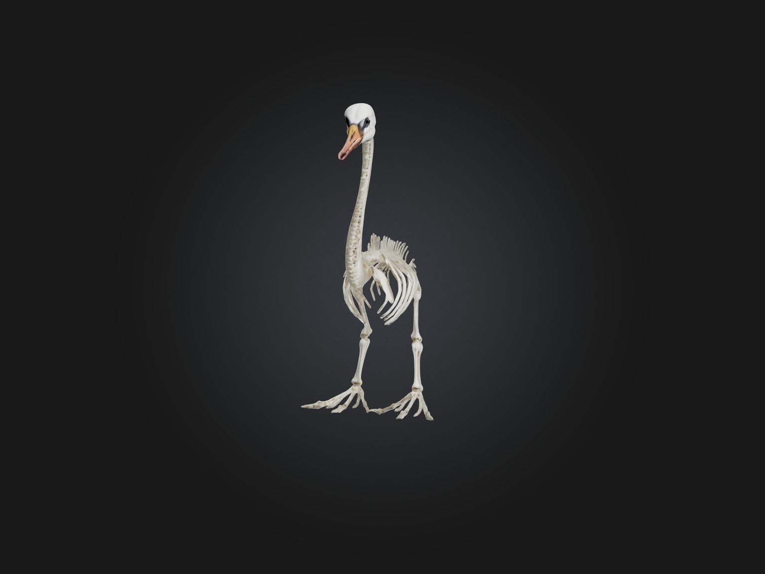 Realistic Swan Skeleton Model Low-poly 3D model_2