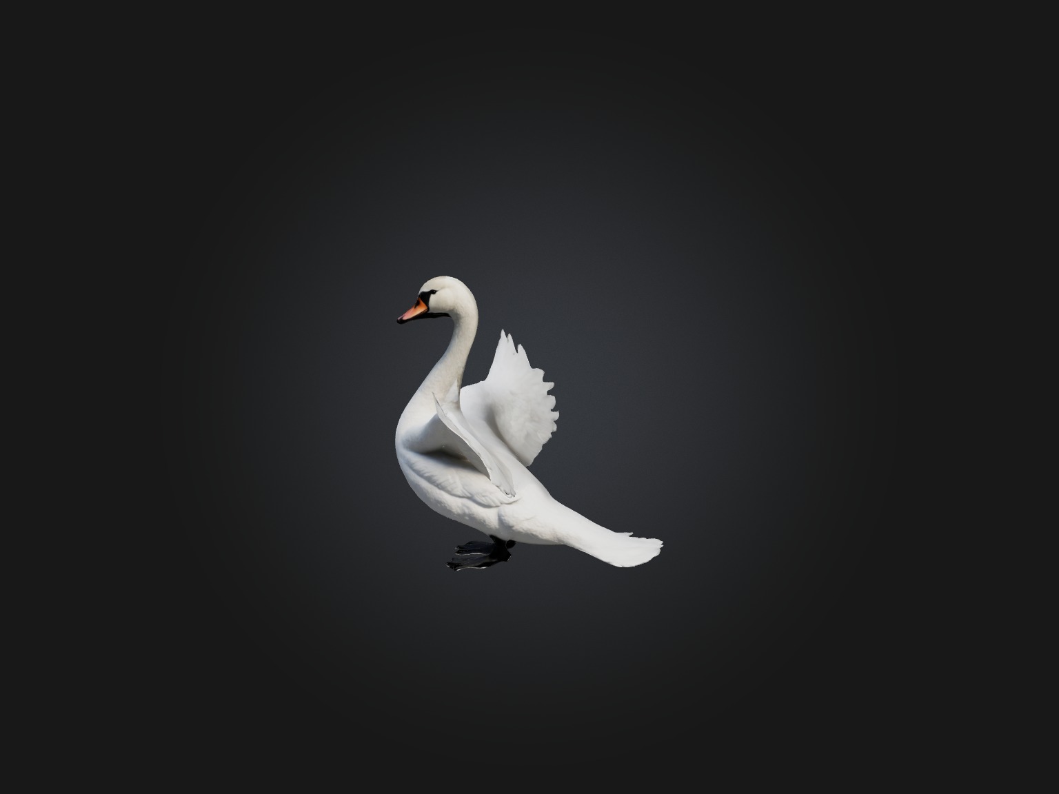 Realistic Swan Model Low-poly 3D model_3