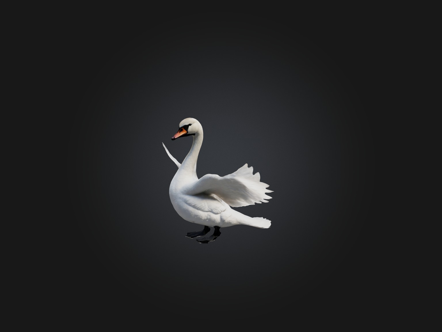 Realistic Swan Model Low-poly 3D model_6