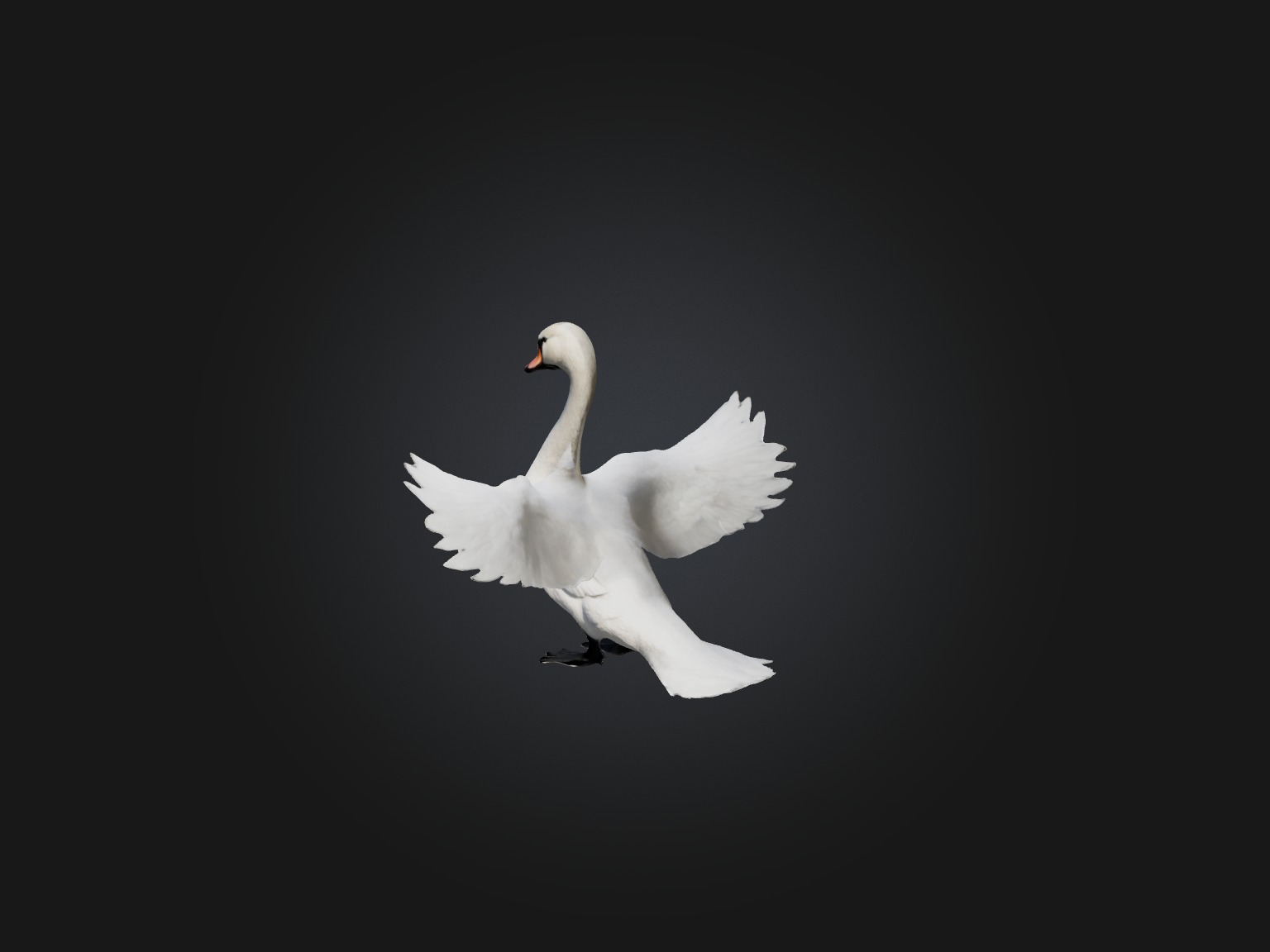 Realistic Swan Model Low-poly 3D model_1
