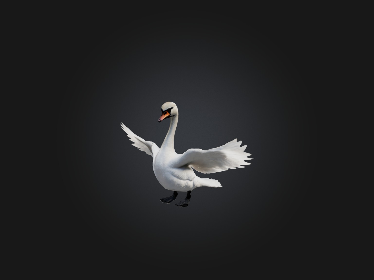 Realistic Swan Model Low-poly 3D model_5