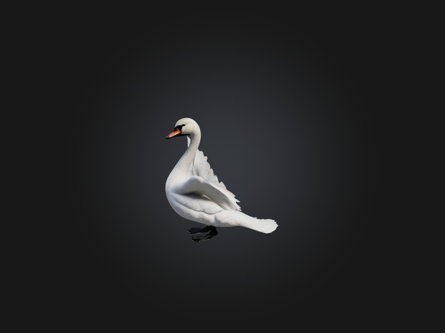 Realistic Swan Model Low-poly 3D model_4