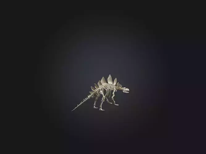 Realistic Stegosaurus Skeleton Model