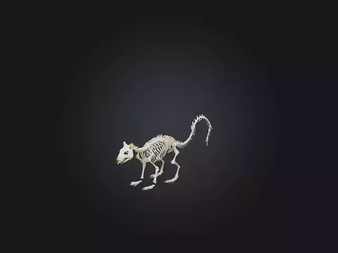 Realistic Squirrel Skeleton Model