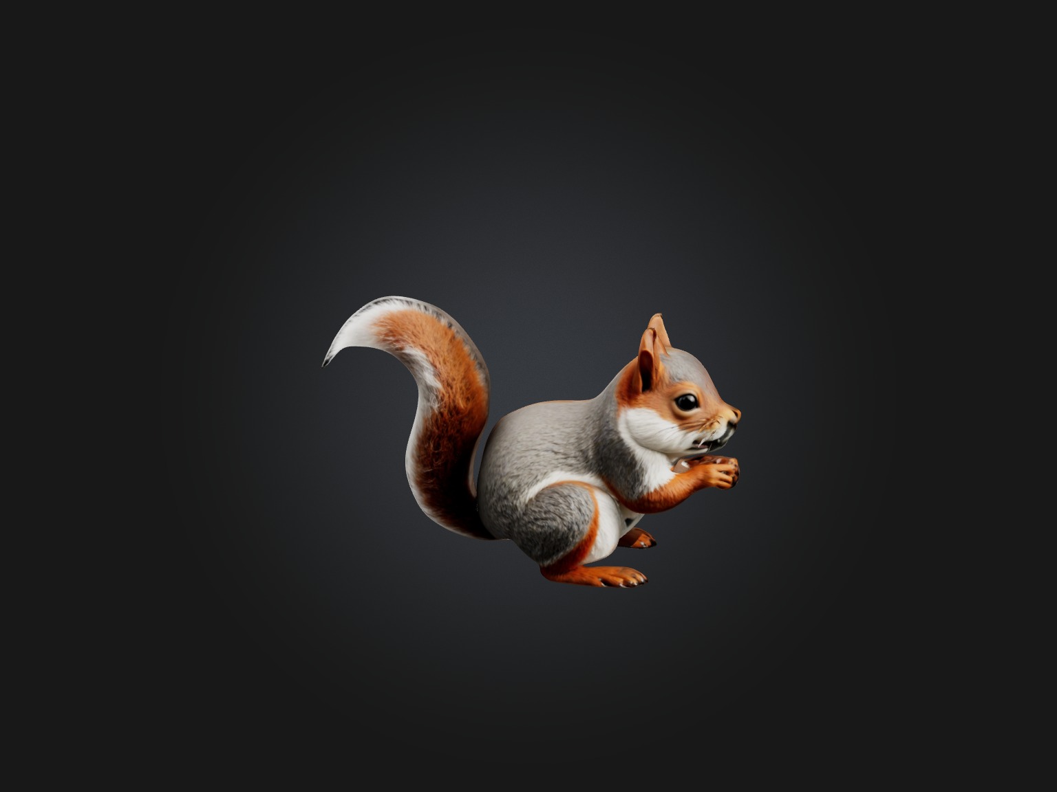 Realistic Squirrel Model Low-poly 3D model_3