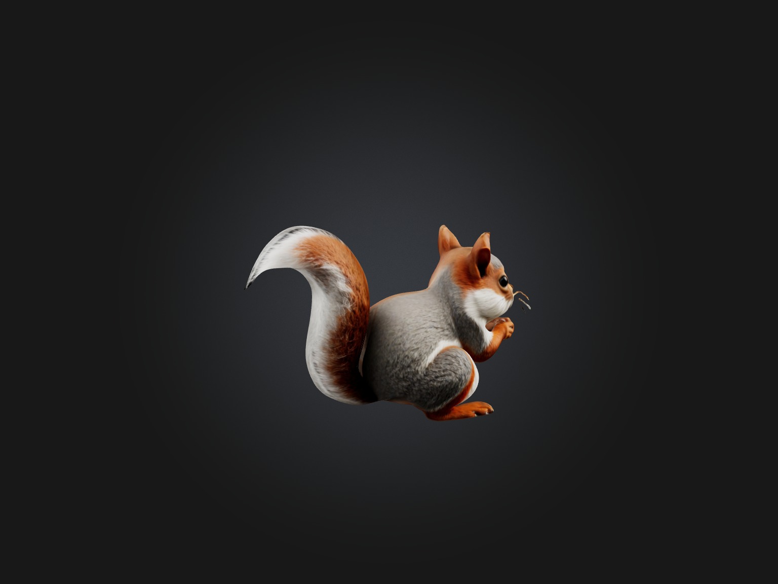 Realistic Squirrel Model Low-poly 3D model_6