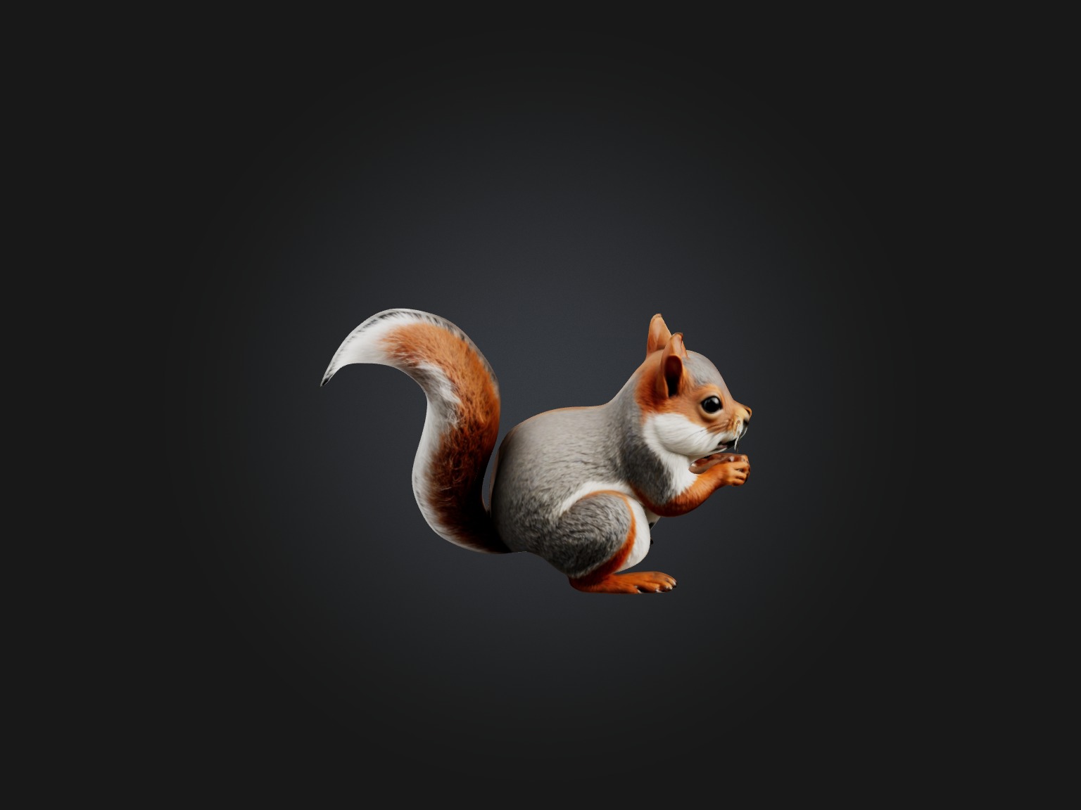 Realistic Squirrel Model Low-poly 3D model_4
