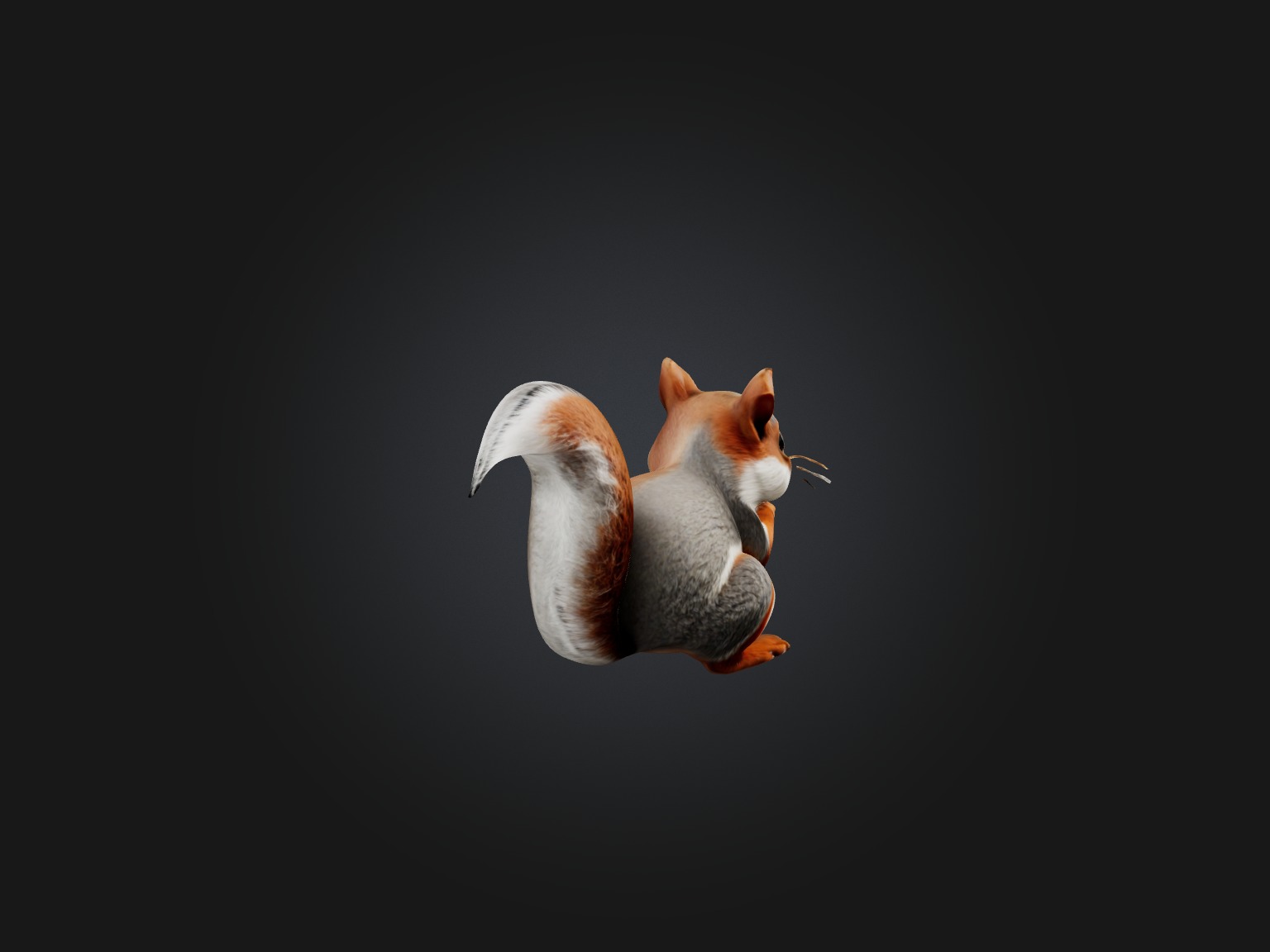 Realistic Squirrel Model Low-poly 3D model_5