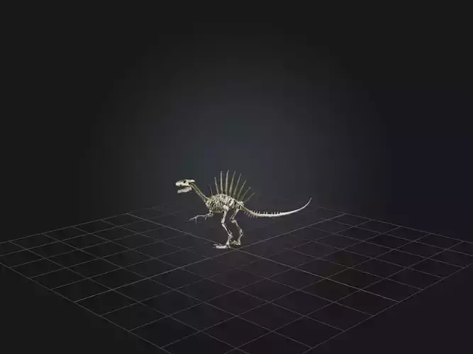 Realistic Spinosaurus Skeleton Model