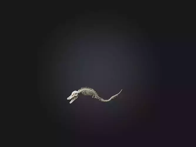 Realistic Snake Skeleton Model