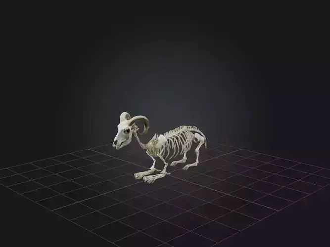 Realistic Sheep Skeleton Model