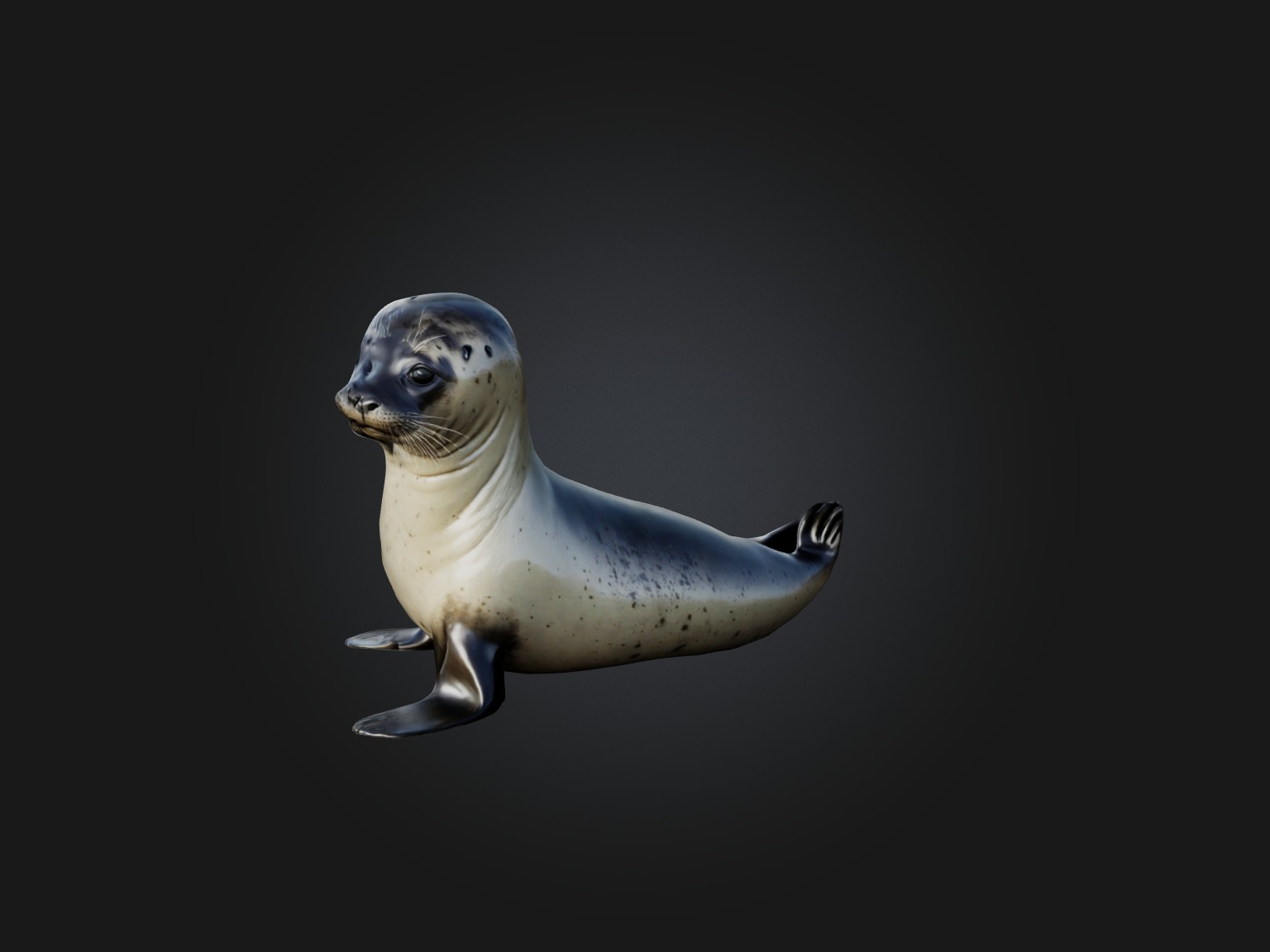 Realistic Seal Model Low-poly 3D model_5