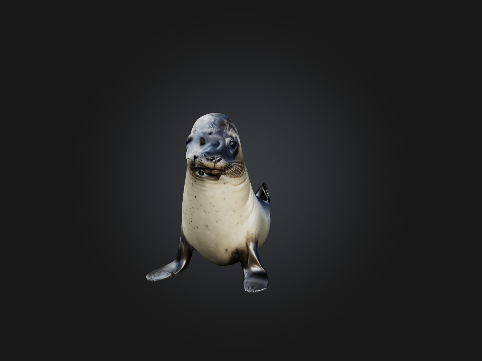 Realistic Seal Model Low-poly 3D model_4