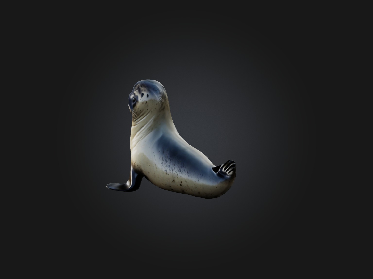 Realistic Seal Model Low-poly 3D model_1
